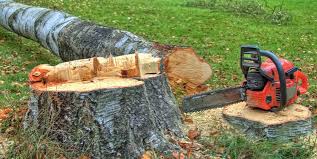 How Our Tree Care Process Works  in  Riverbank, CA