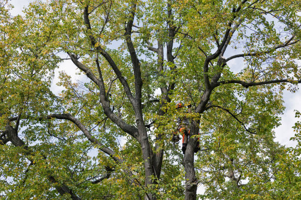 Trusted Riverbank, CA Tree Care Experts
